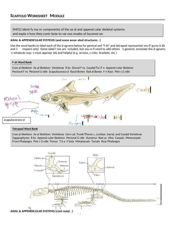 Worksheet - Axial and Appendicular Skeletal Systems