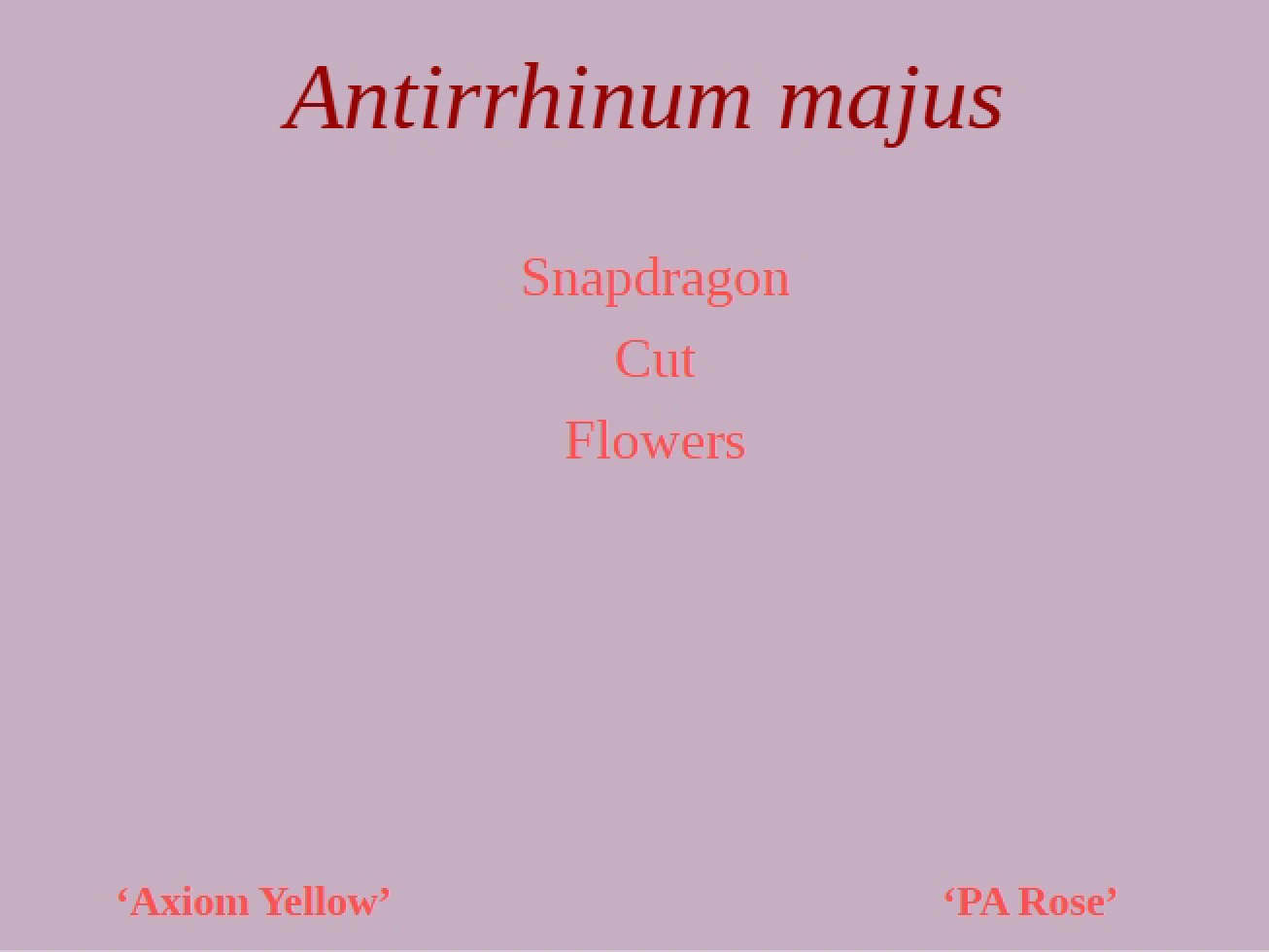 Look at the Snapdragon