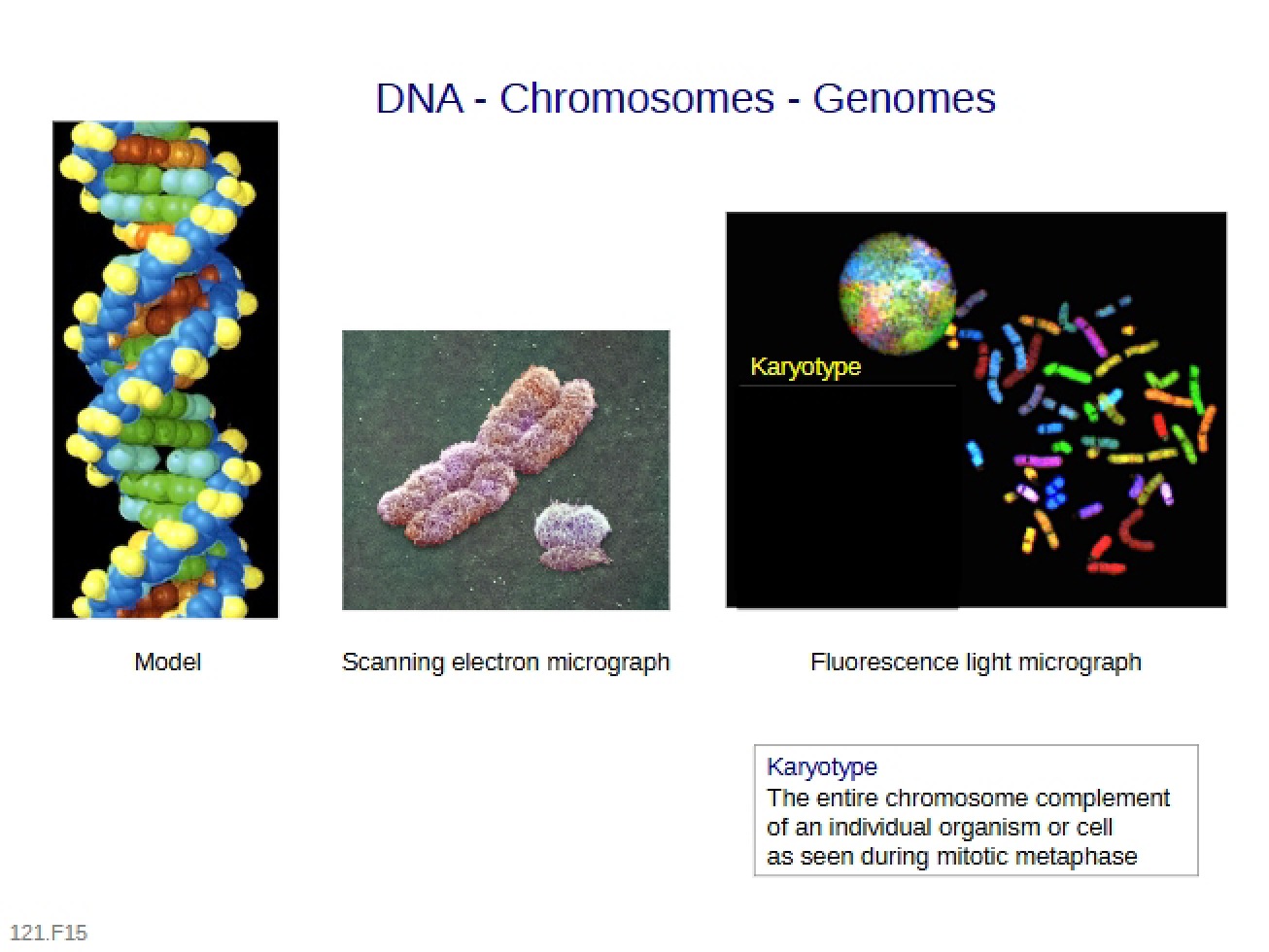 DNA Review Lecture Sept 18 2015