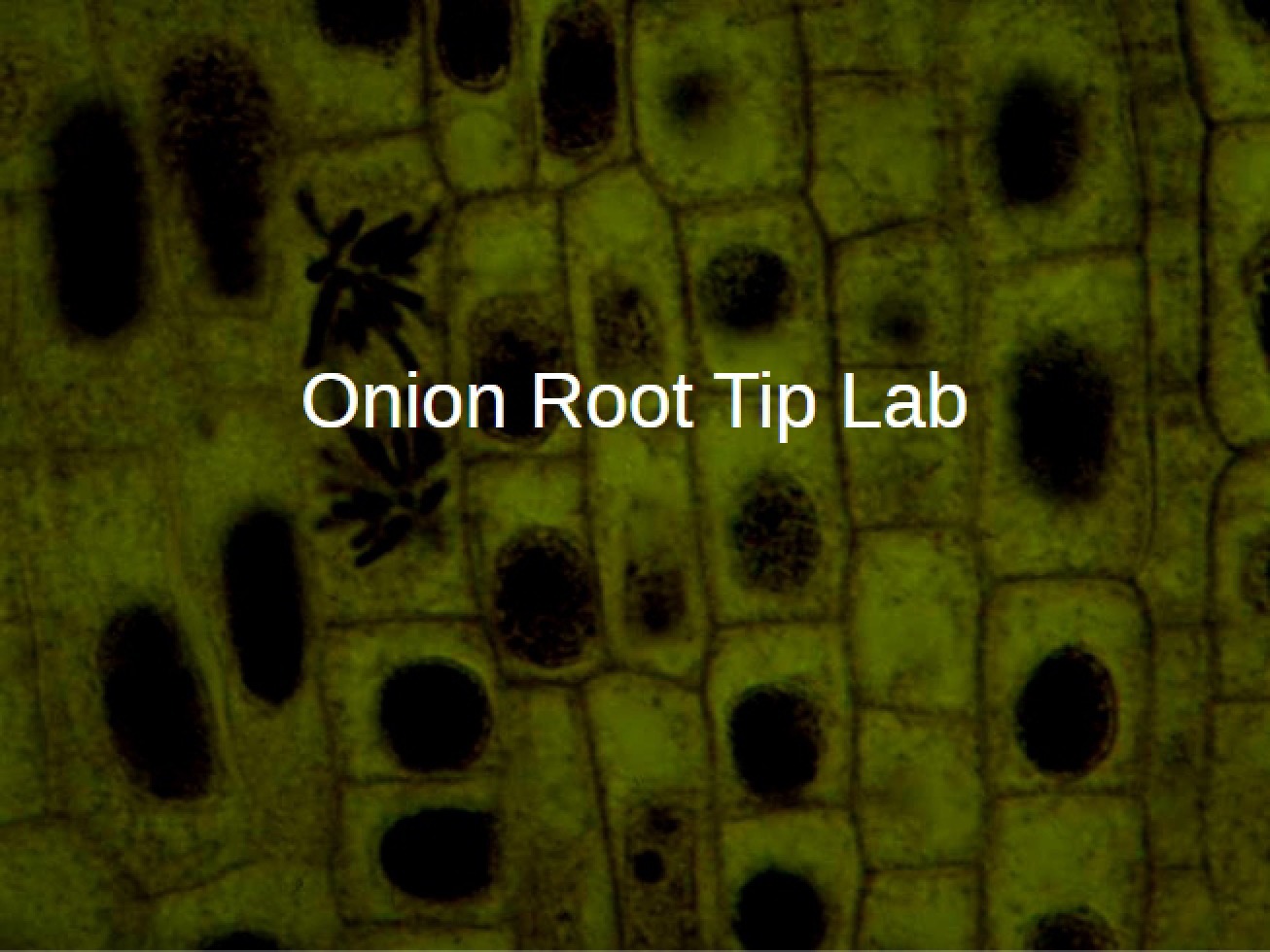 Onion Root Cell Powerpoint Presentation