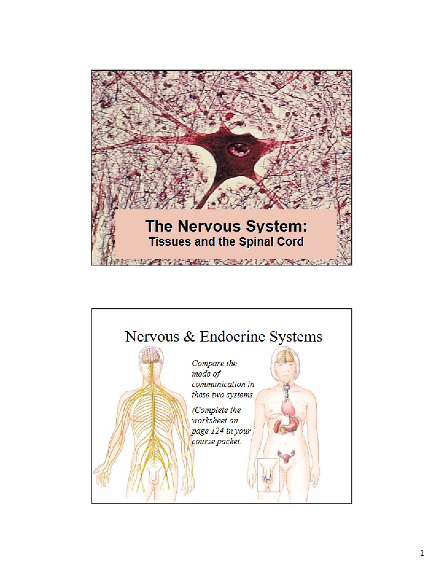 Nervous System Basics