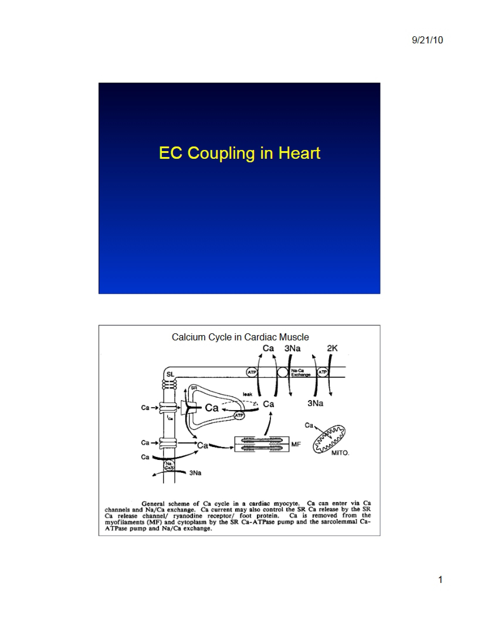 Heart EC Coupling