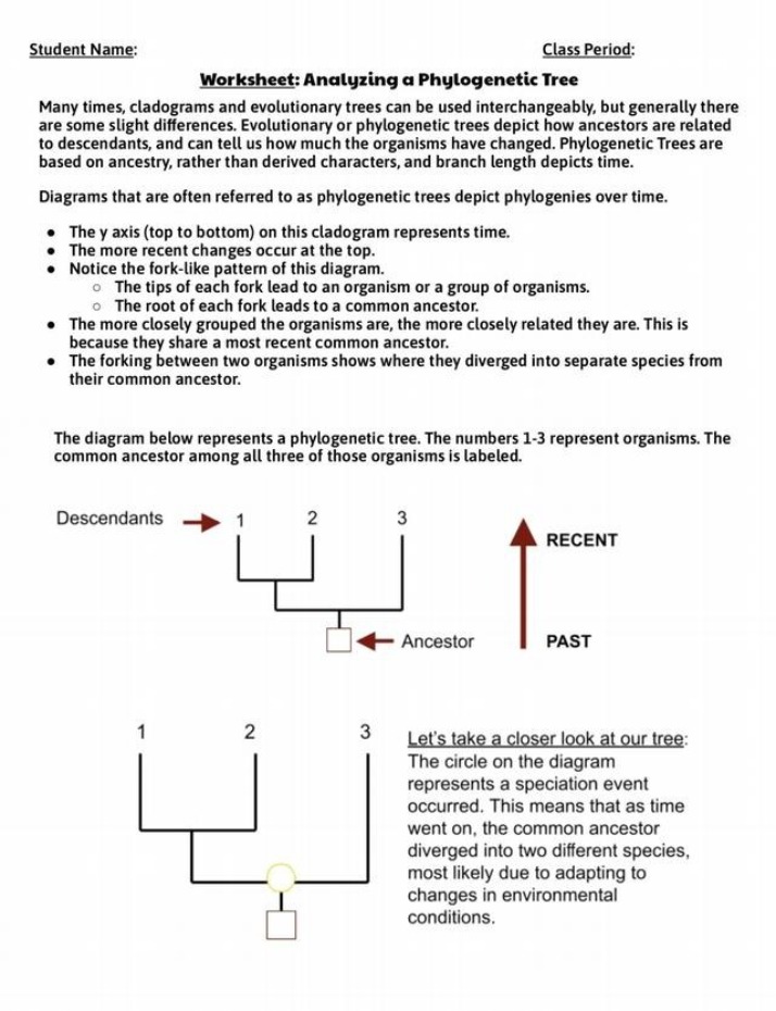 Worksheet - Phylogenetic Trees and Cladograms