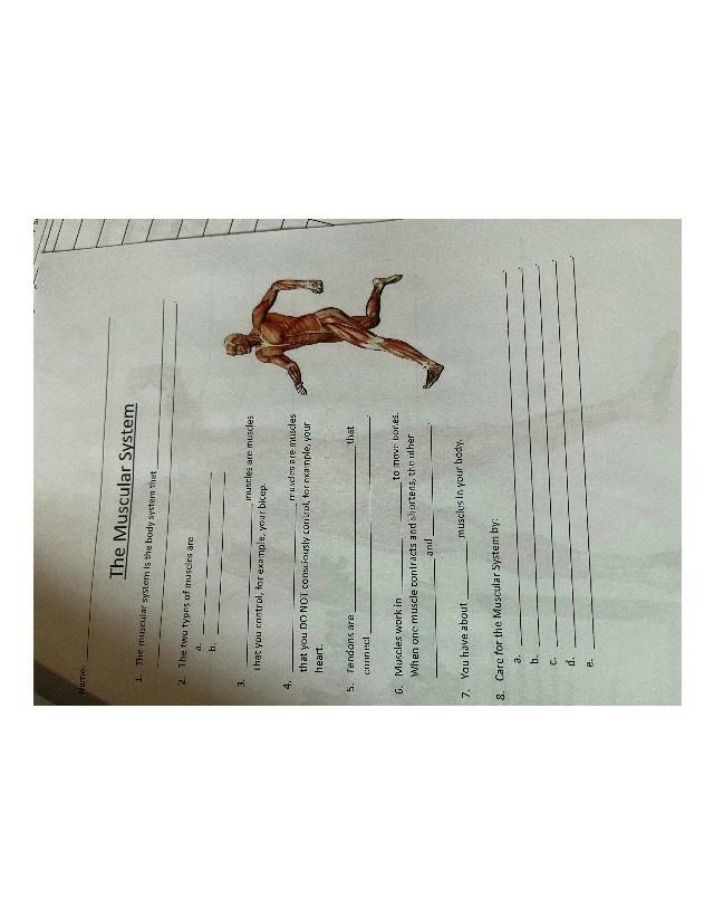 Worksheet on the Muscular System