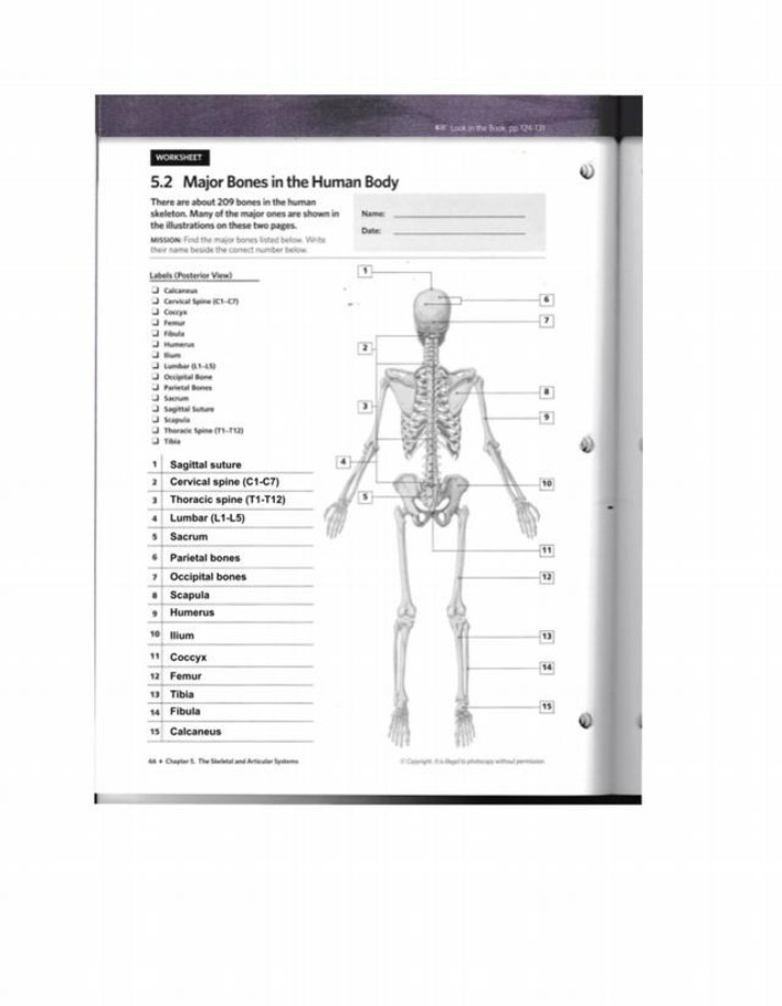 Major Bones of the Human Body Worksheet