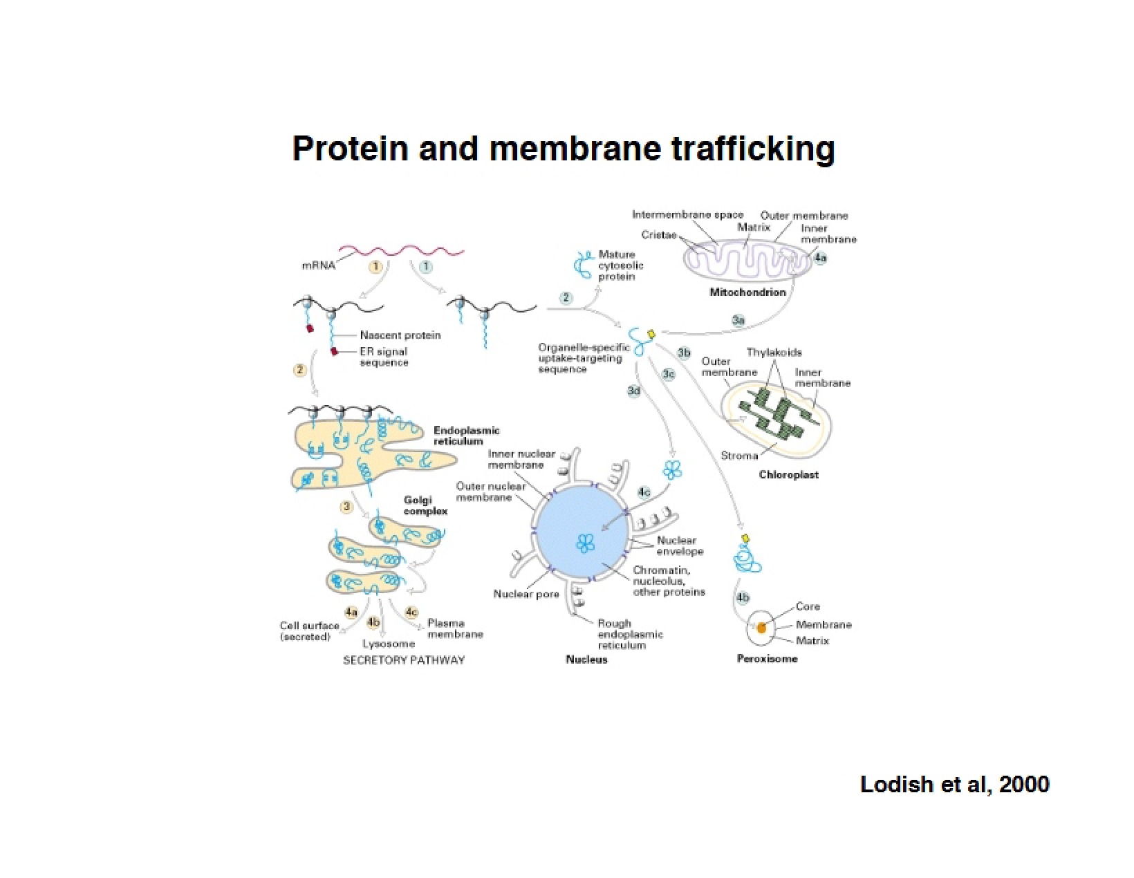 Biochemistry of the Cell Notes