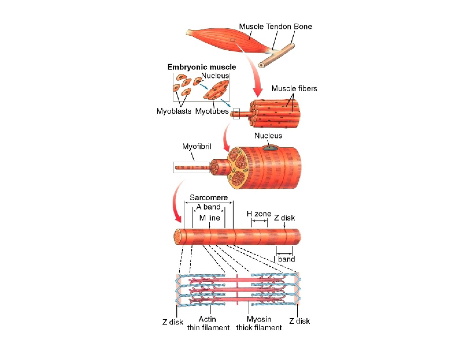 Bone, Tendon, and Muscle