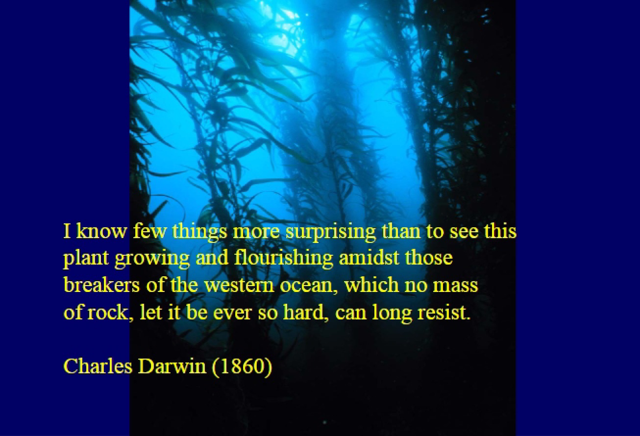 Materials from a Kelp Forest Ecology Lecture