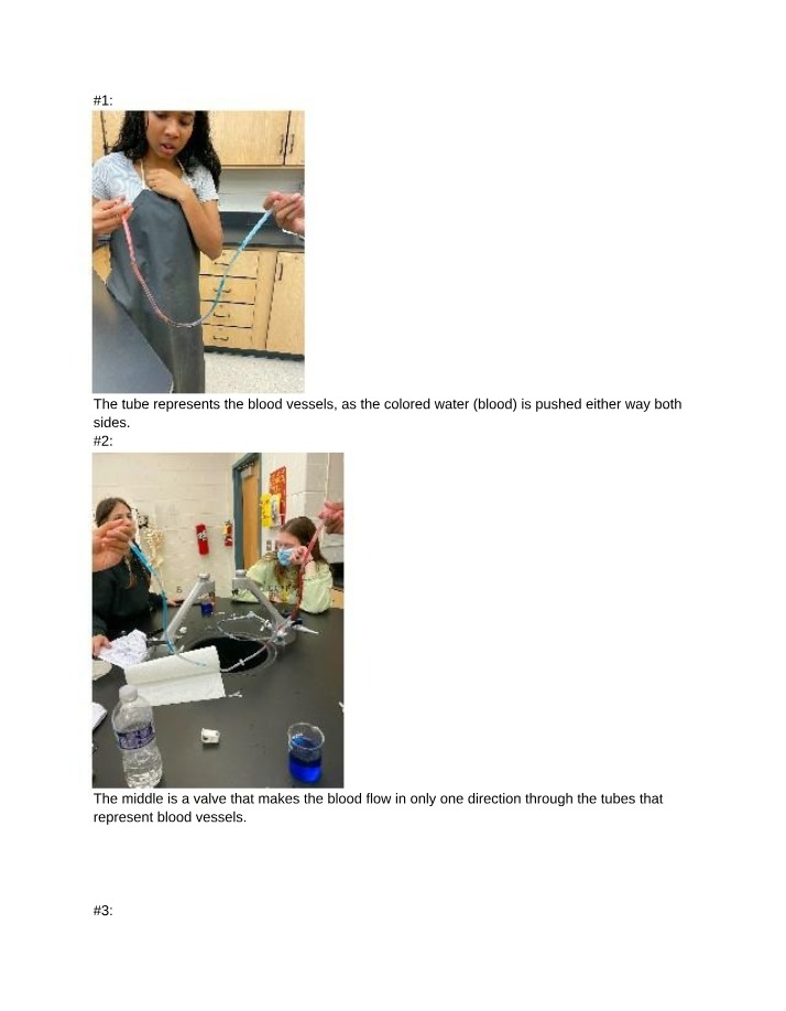 Circulatory System - Blood Flow and Valves