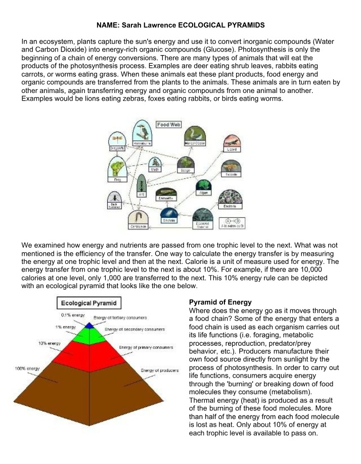 Worksheet on Ecological Pyramids