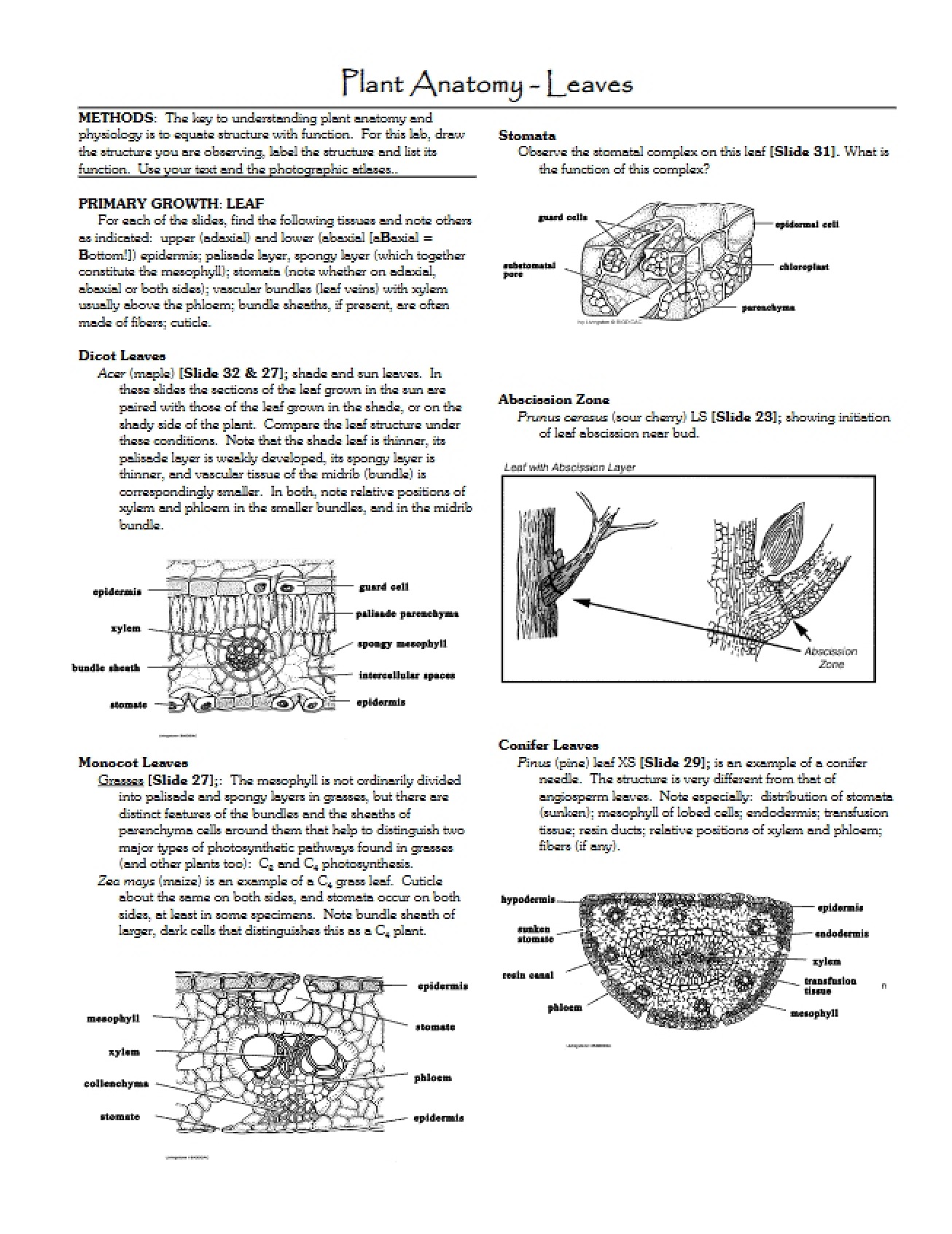 Leaf Anatomy in Plants
