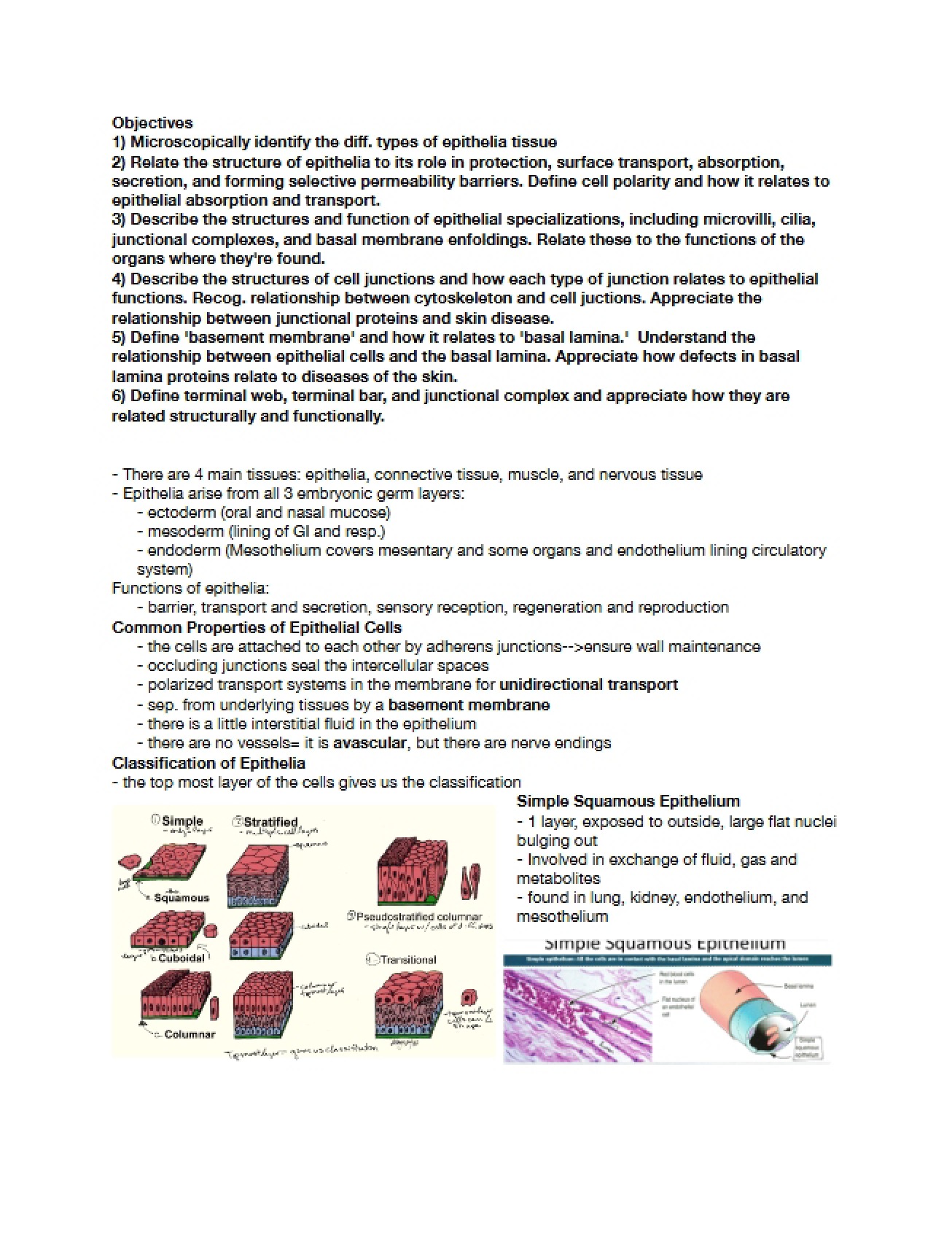 Epithelia Lecture Review