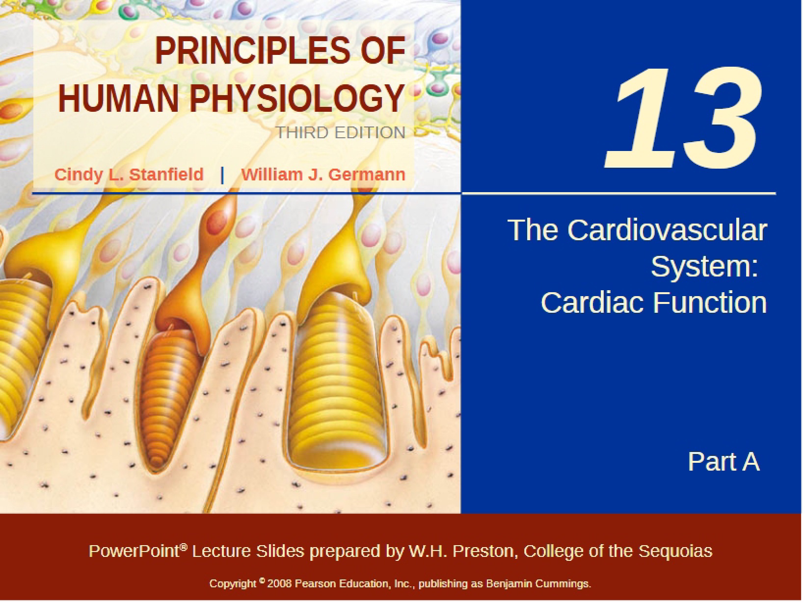 Cardiovascular System