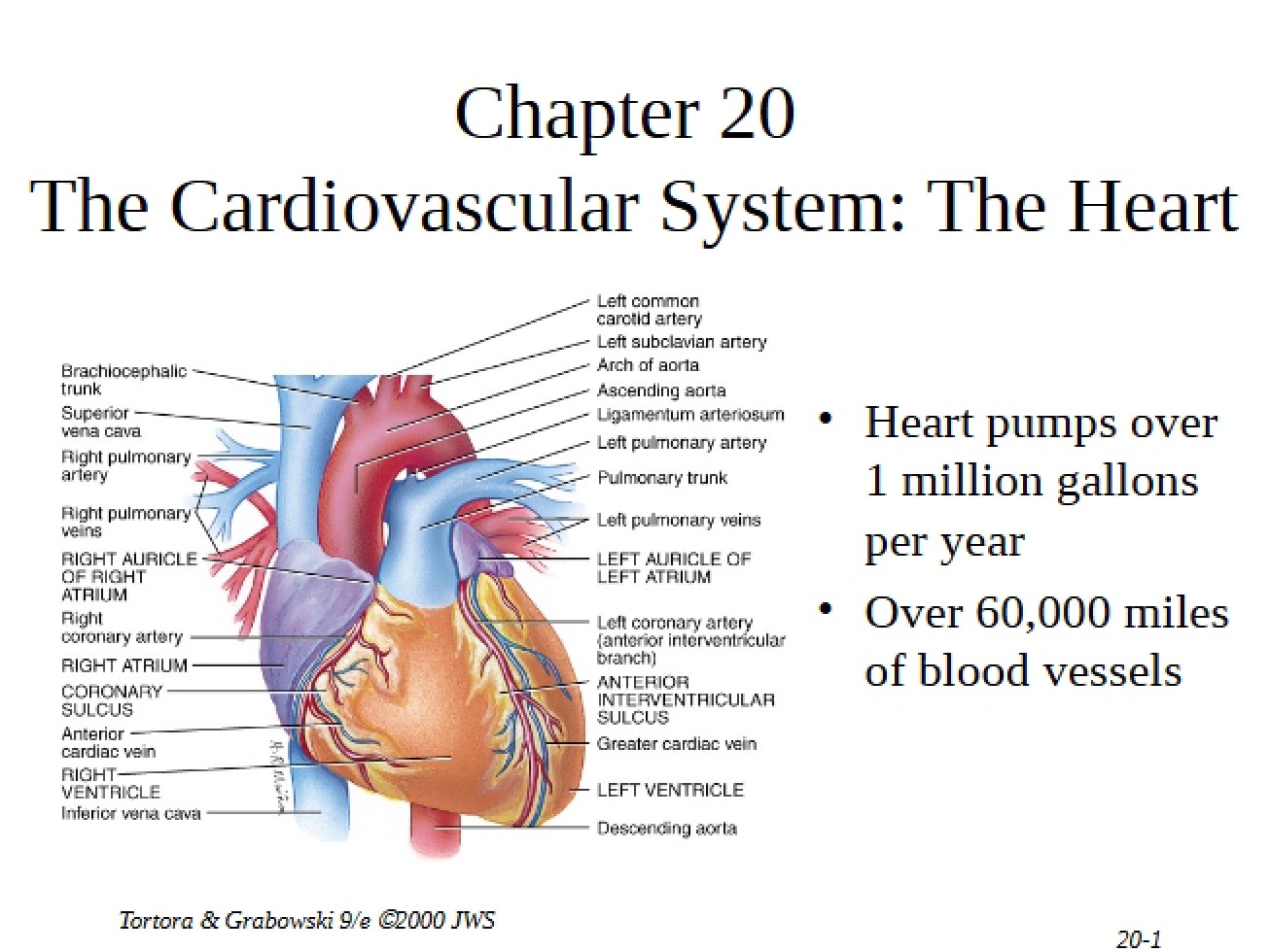 Anatomy and Physiology II Lecture Notes Part One