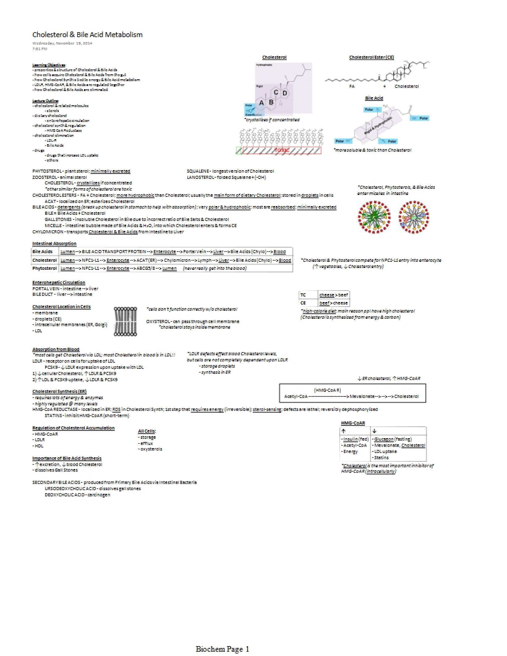 Metabolism of Bile Acid and Cholesterol