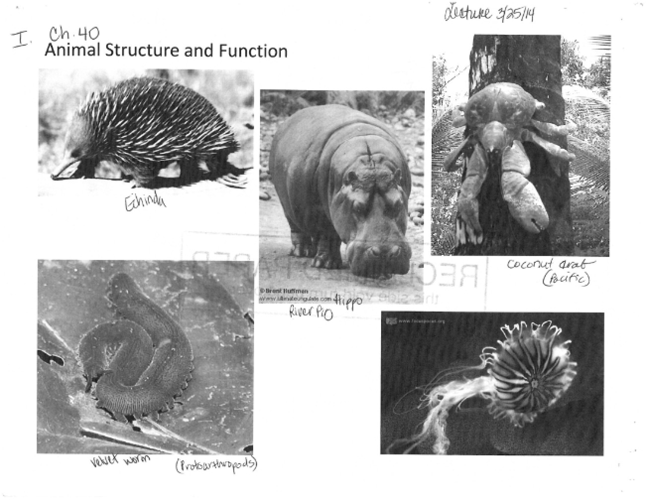 Function and Structure of Animals - Ch 40