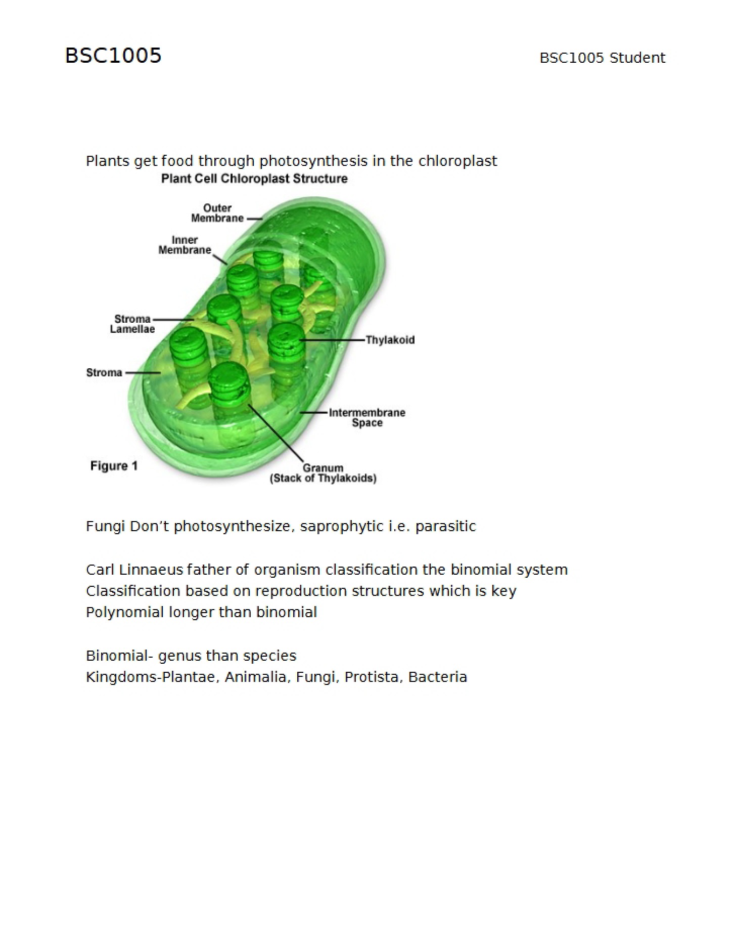 Chloroplast Anatomy in Plant Cells