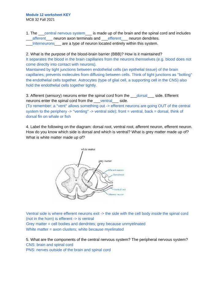 Anatomy and Functions of the Central Nervous System