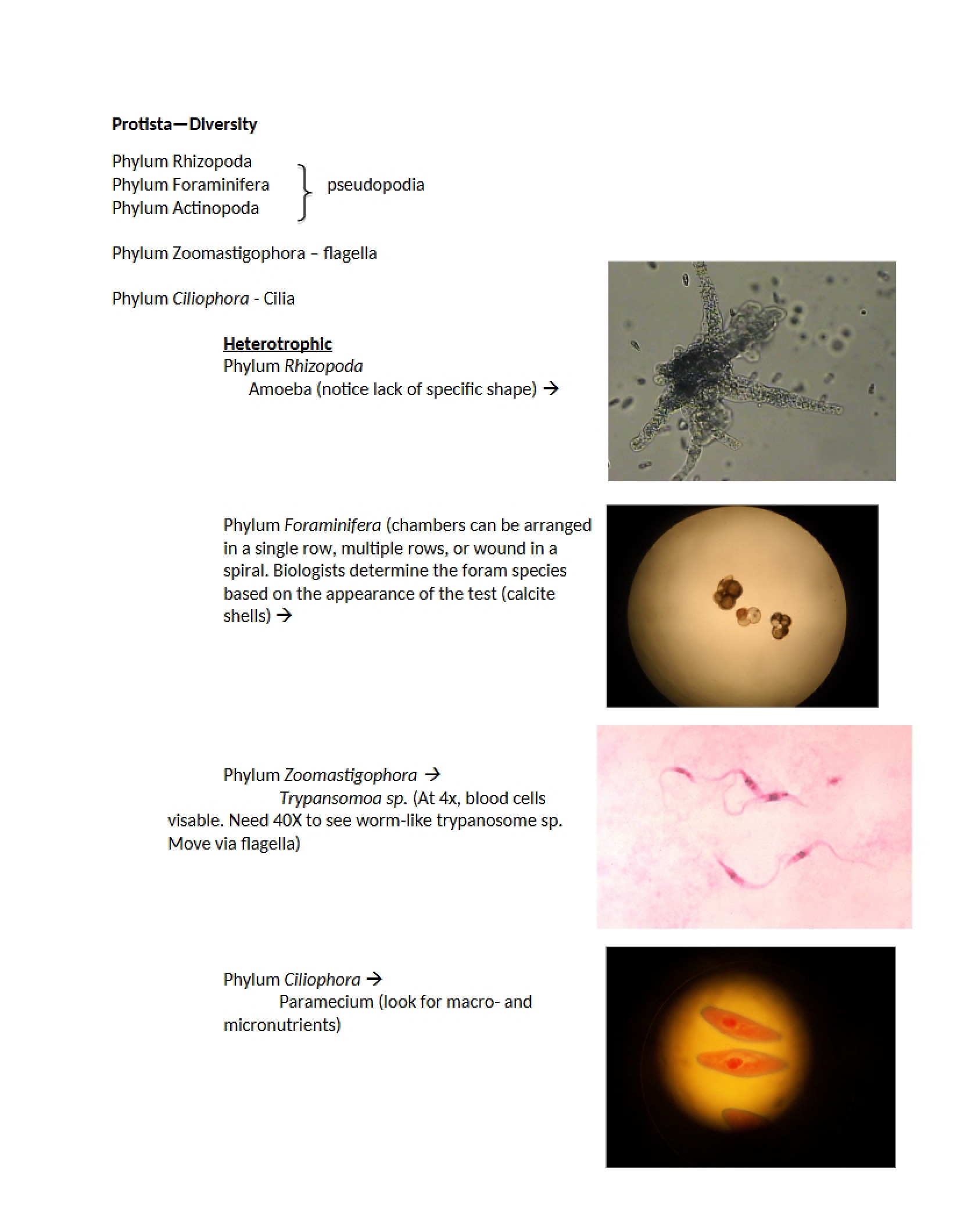 Lab Lecture Notes 1
