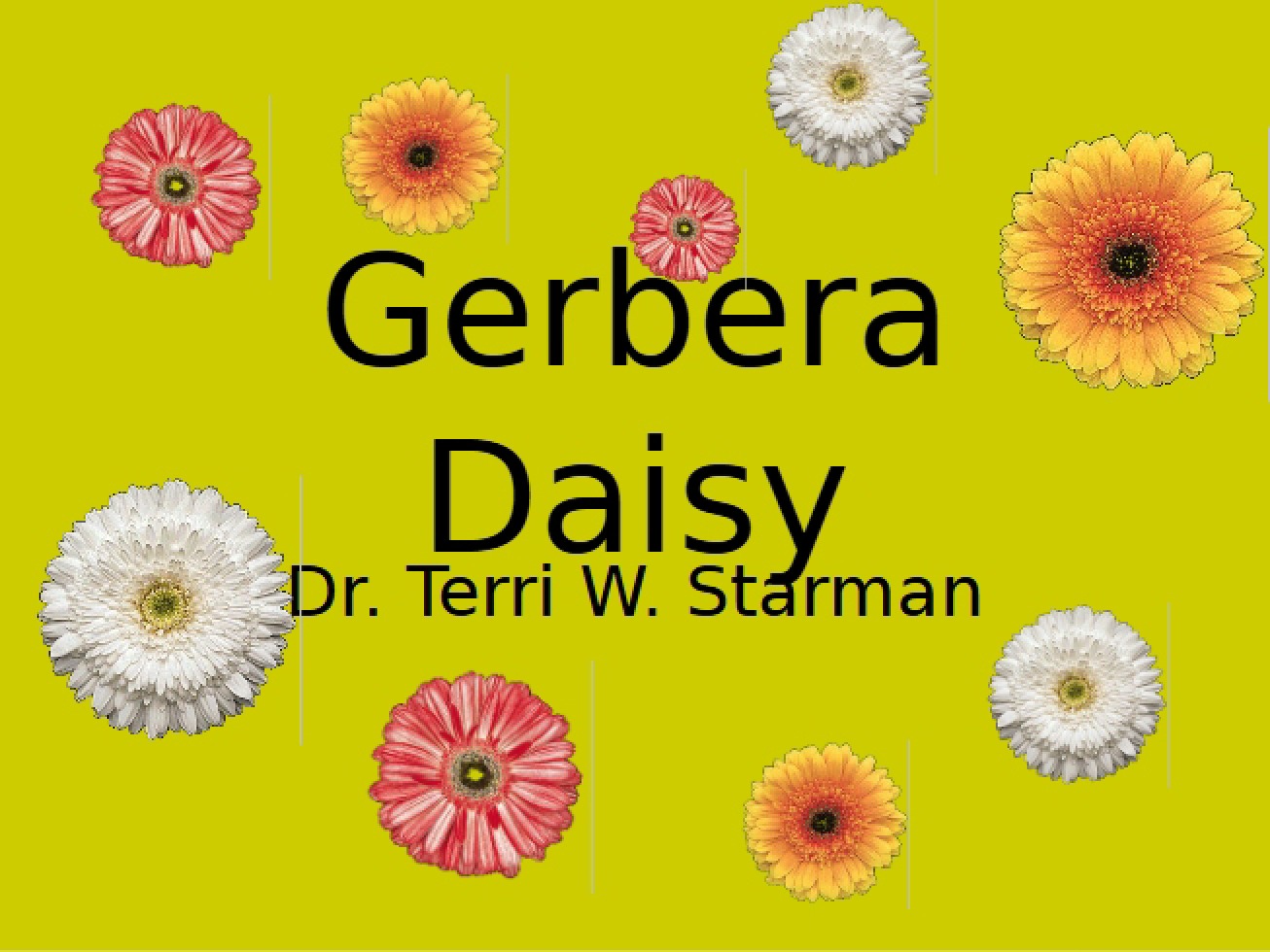 Introduction to the Gerbera Daisy