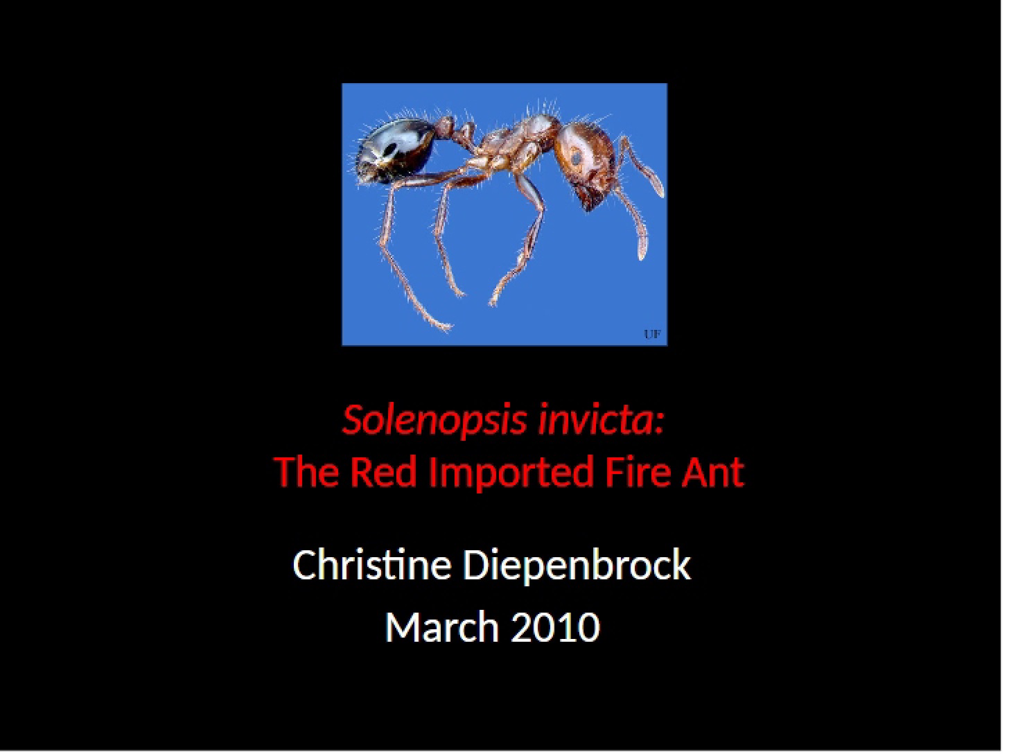 Fire Ant Red Imported Variety