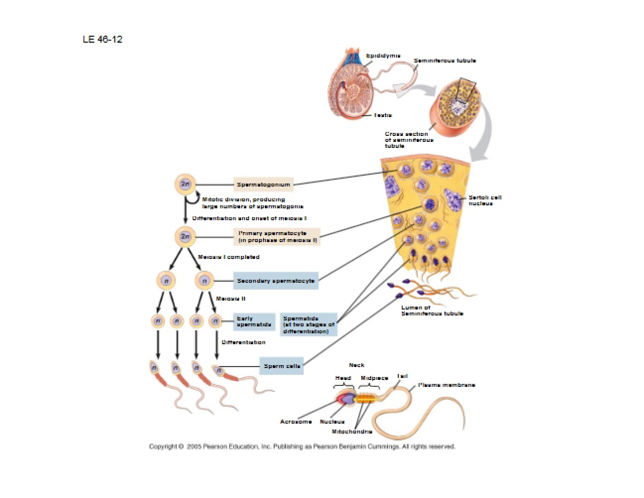 Reproductive Systems