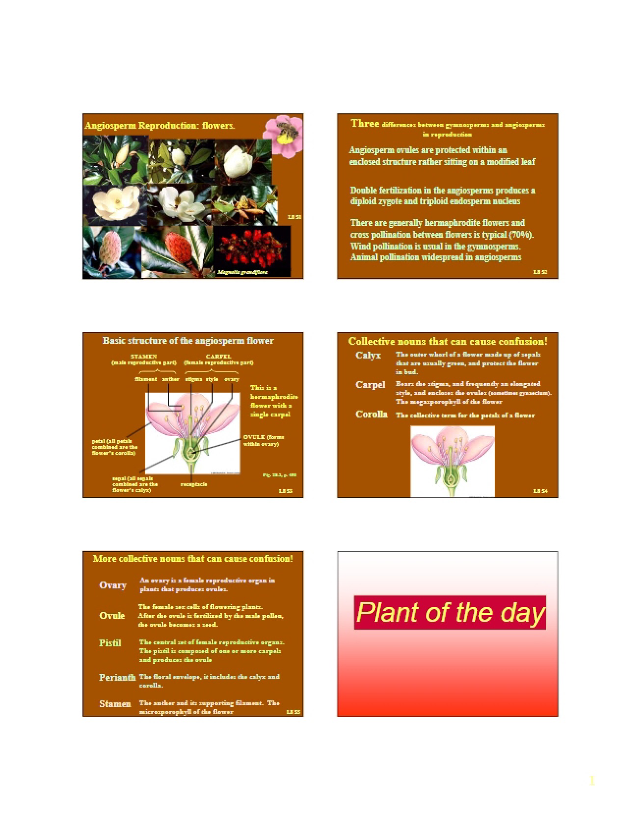 Flowers Angiosperm Reproduction
