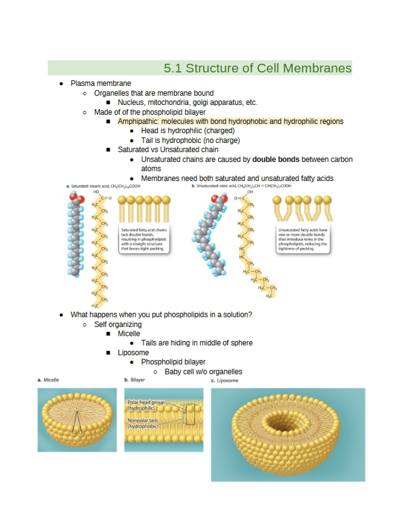Cell Membrane Structure (5.1)