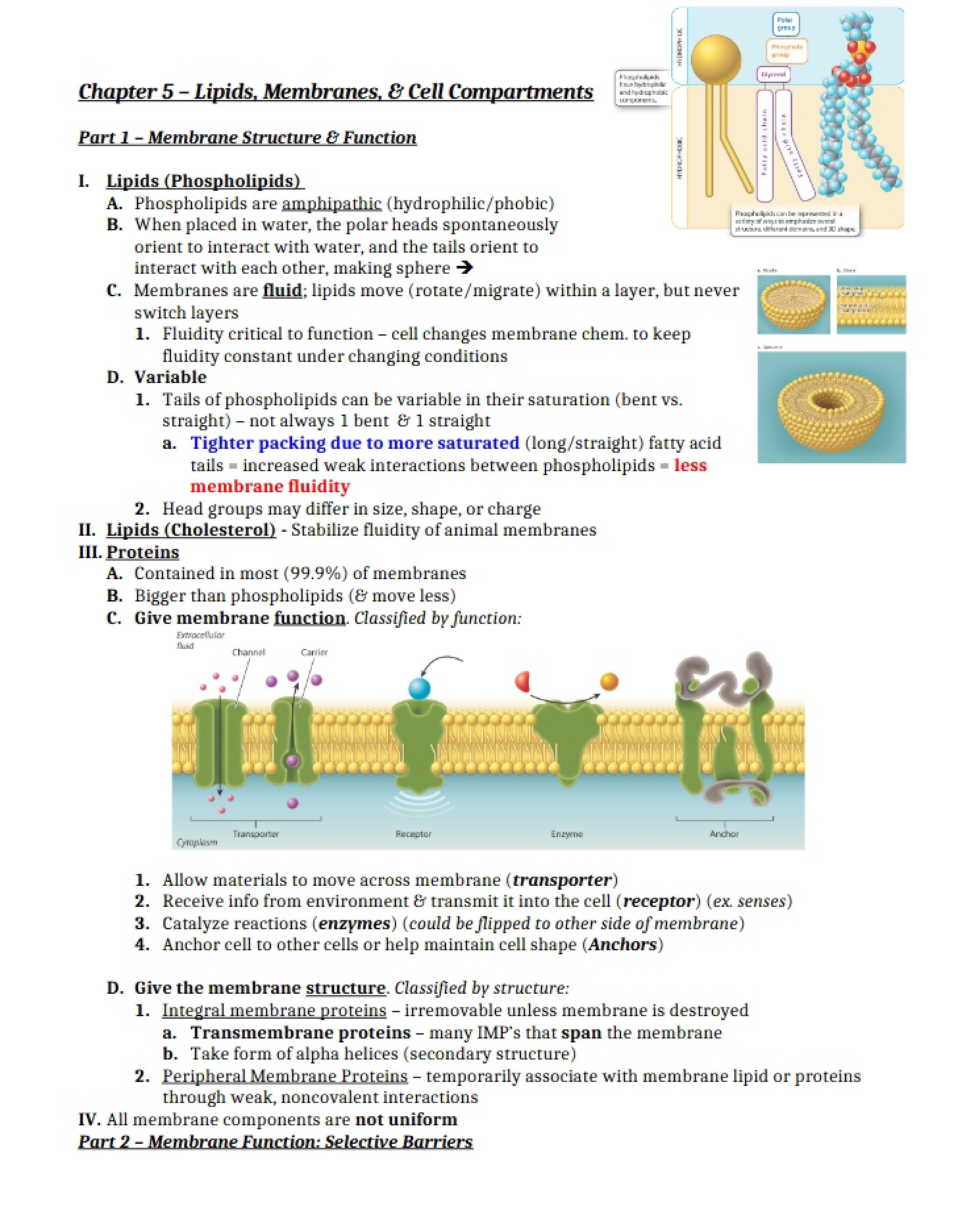 Lipids and Cell Membranes (Ch 5)
