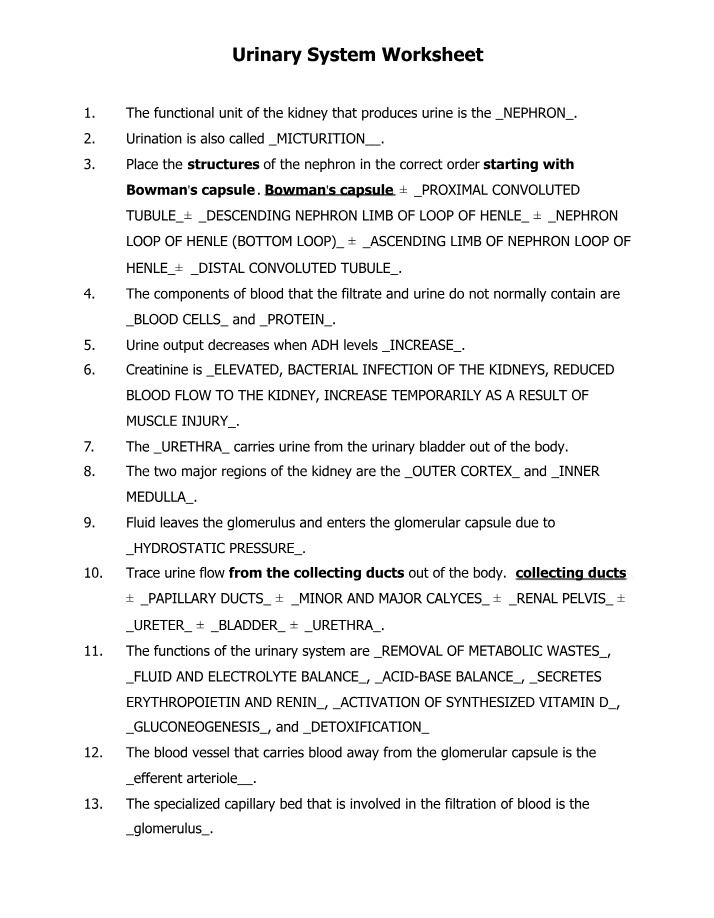 Worksheet on the Urinary System