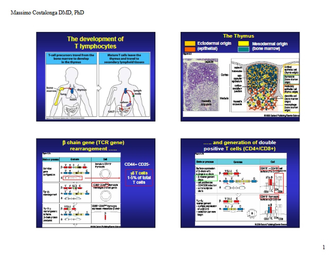 T Lymphocyte Development