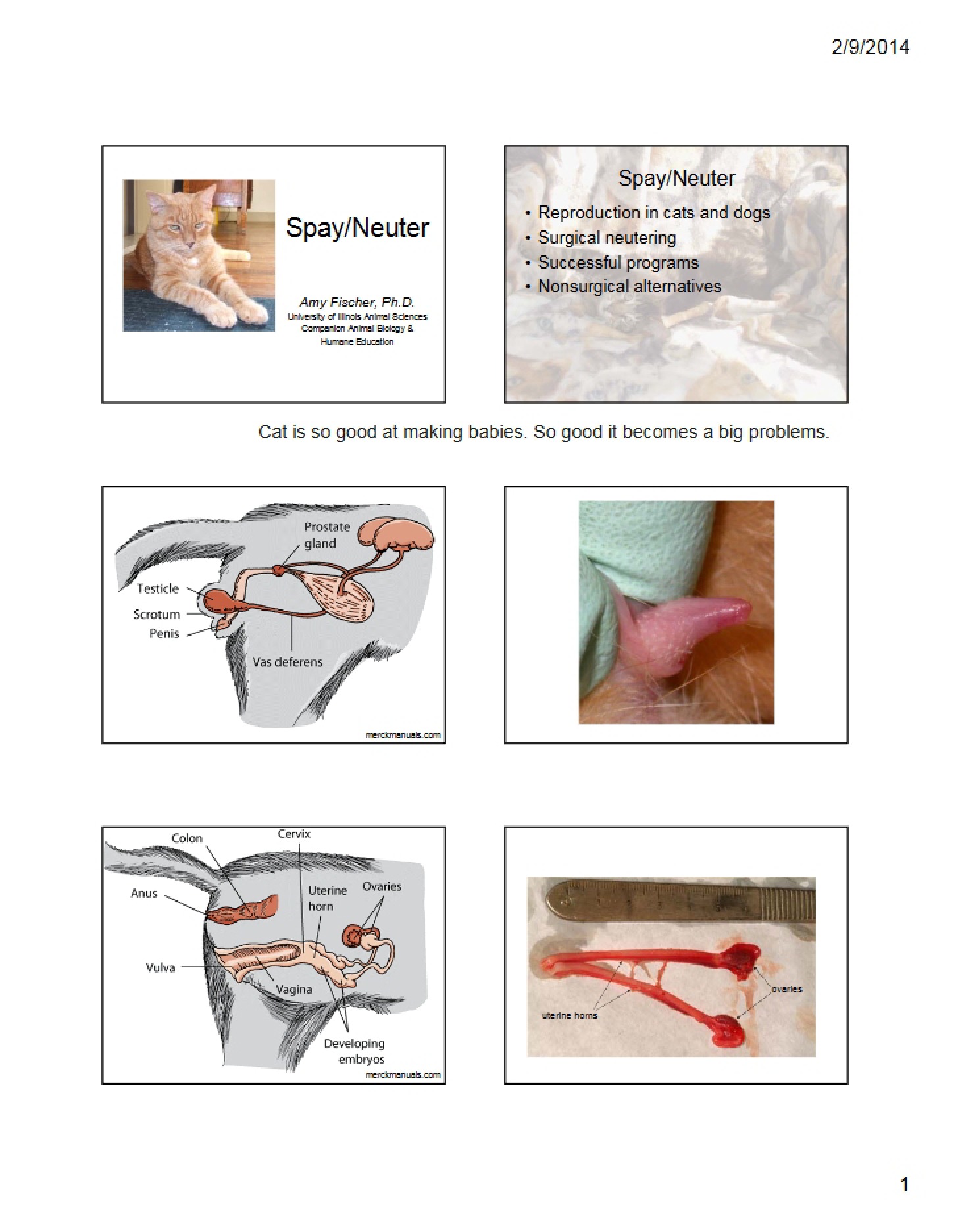 Initiatives for Spay and Neuter