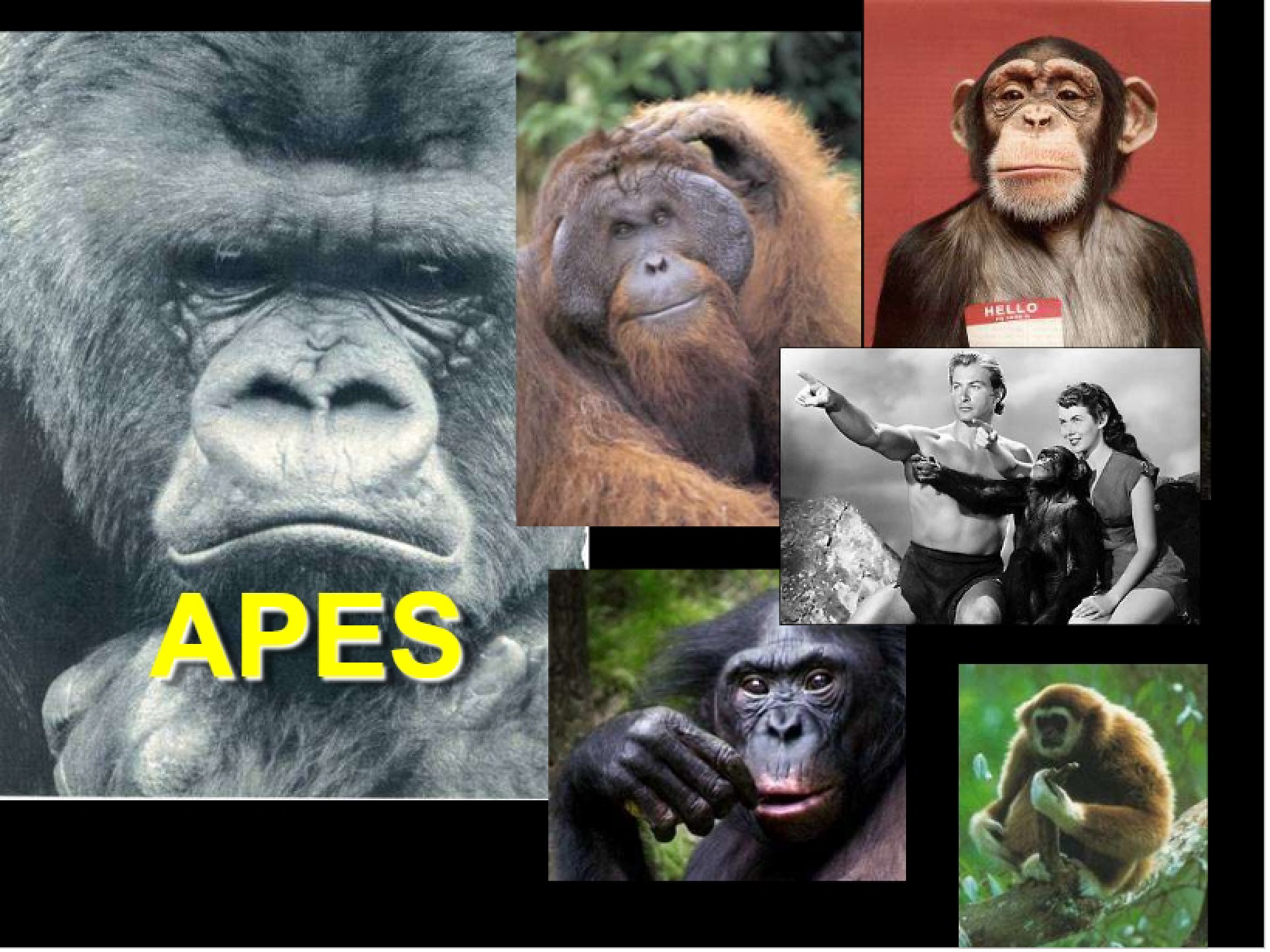 Description of Hominoids 1