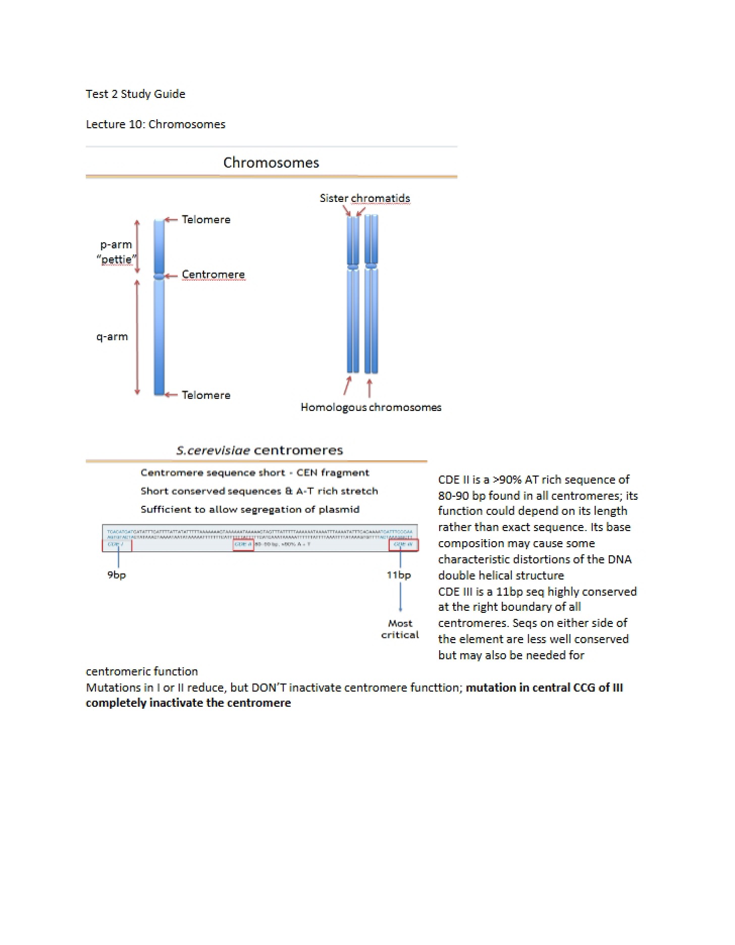 Lecture Ten on Chromosomes