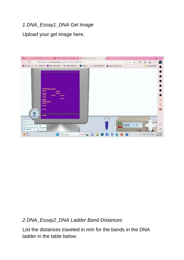 Analyzing DNA Fragments and Bands - Gel Image