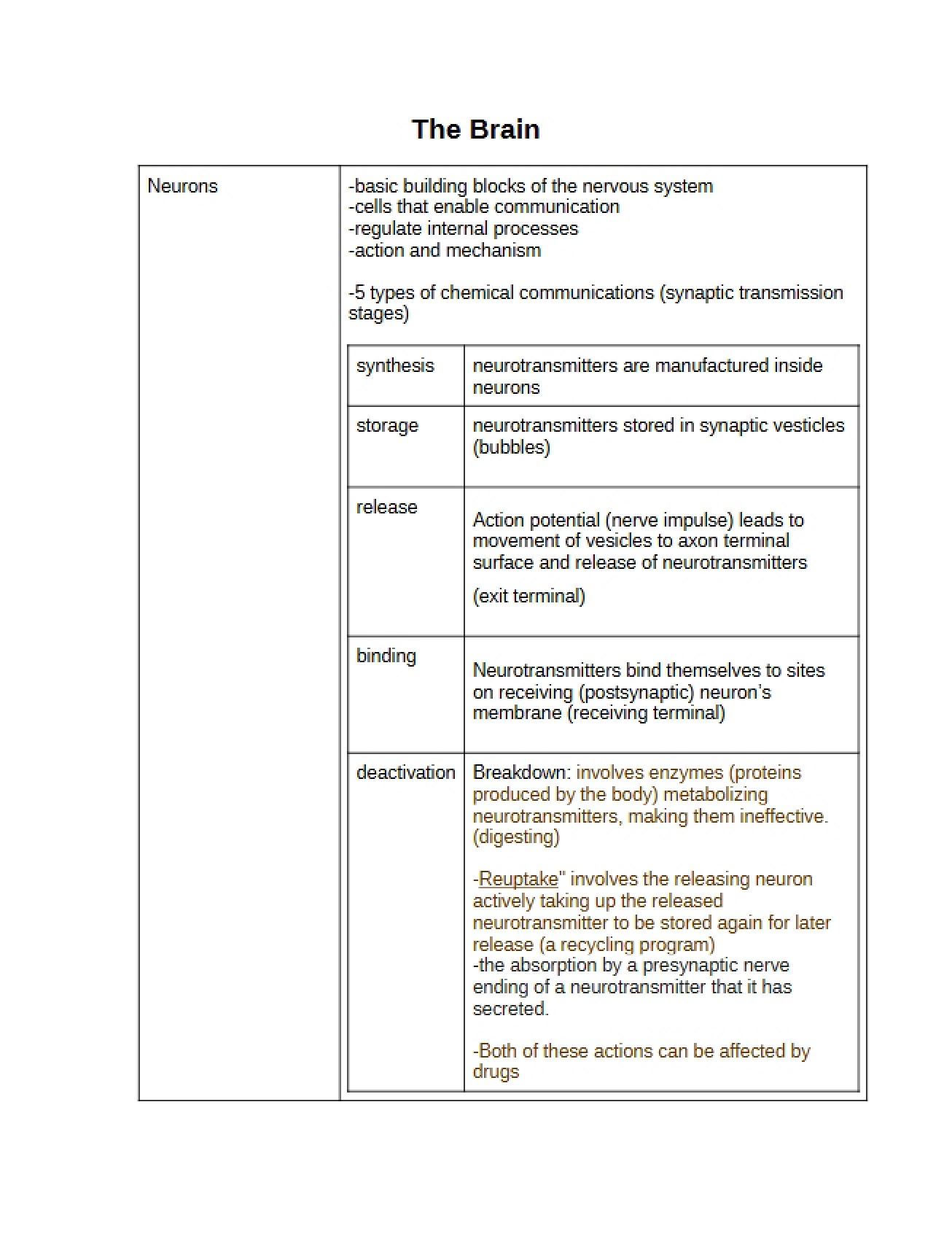 Brain Anatomy and Function
