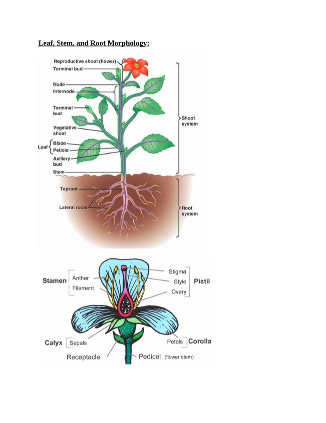 Morphology of Leaf, Stem, and Root