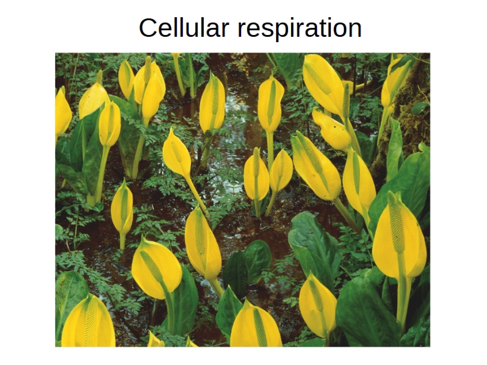 Cellular Respiration - Ch 11