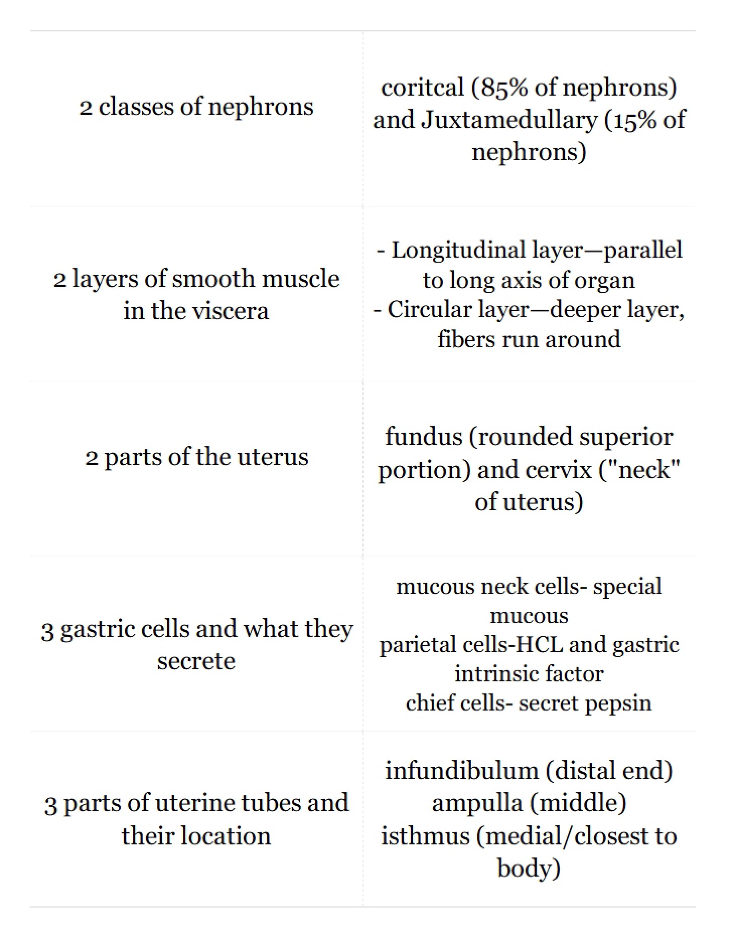 Academic Notes - Human Anatomy