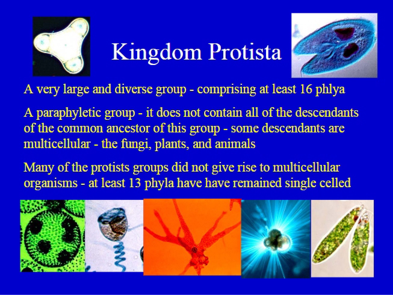 Protista Kingdom Classification