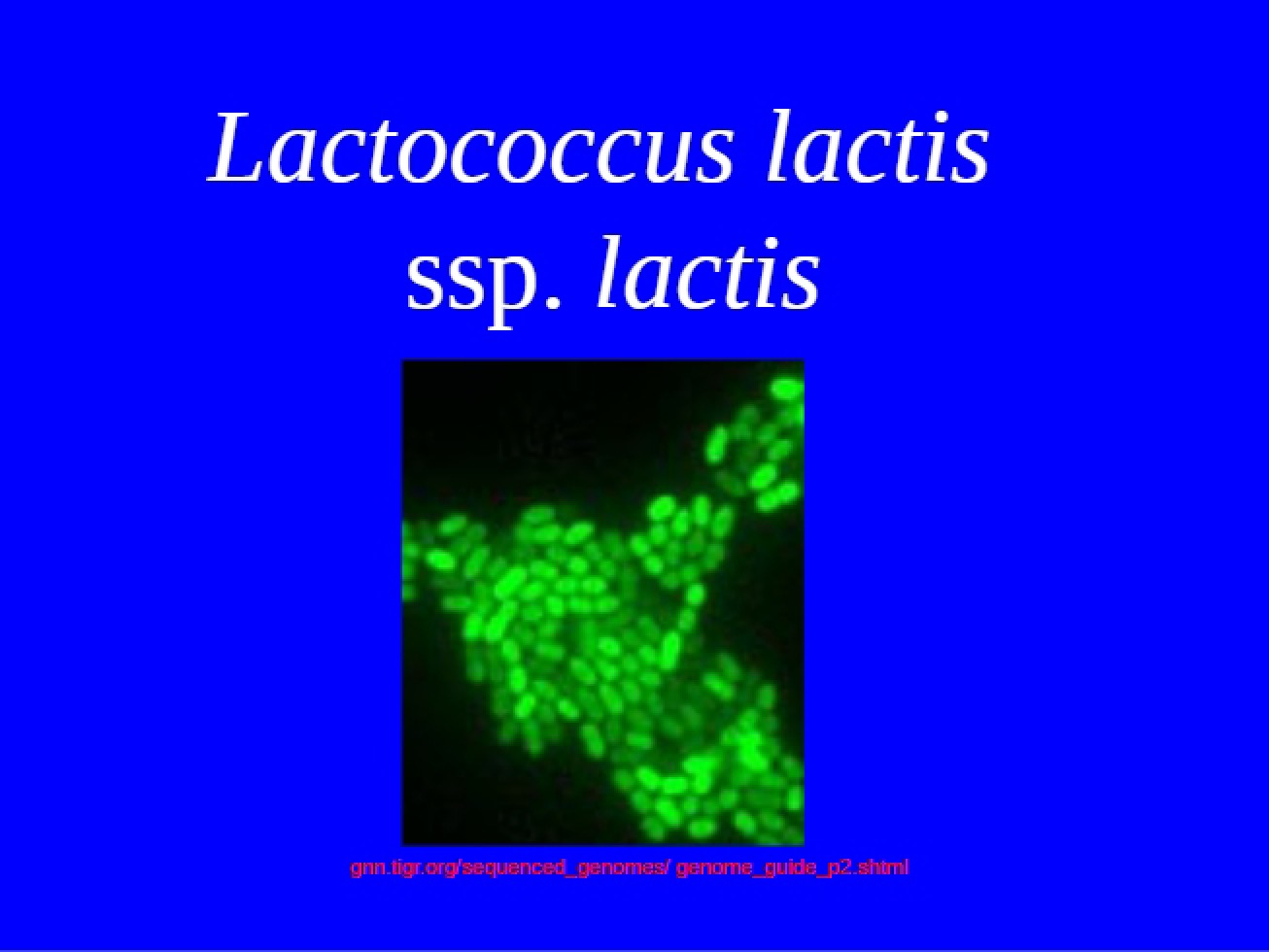 Analysis of Lactococcus Lactis ssp. Lactis