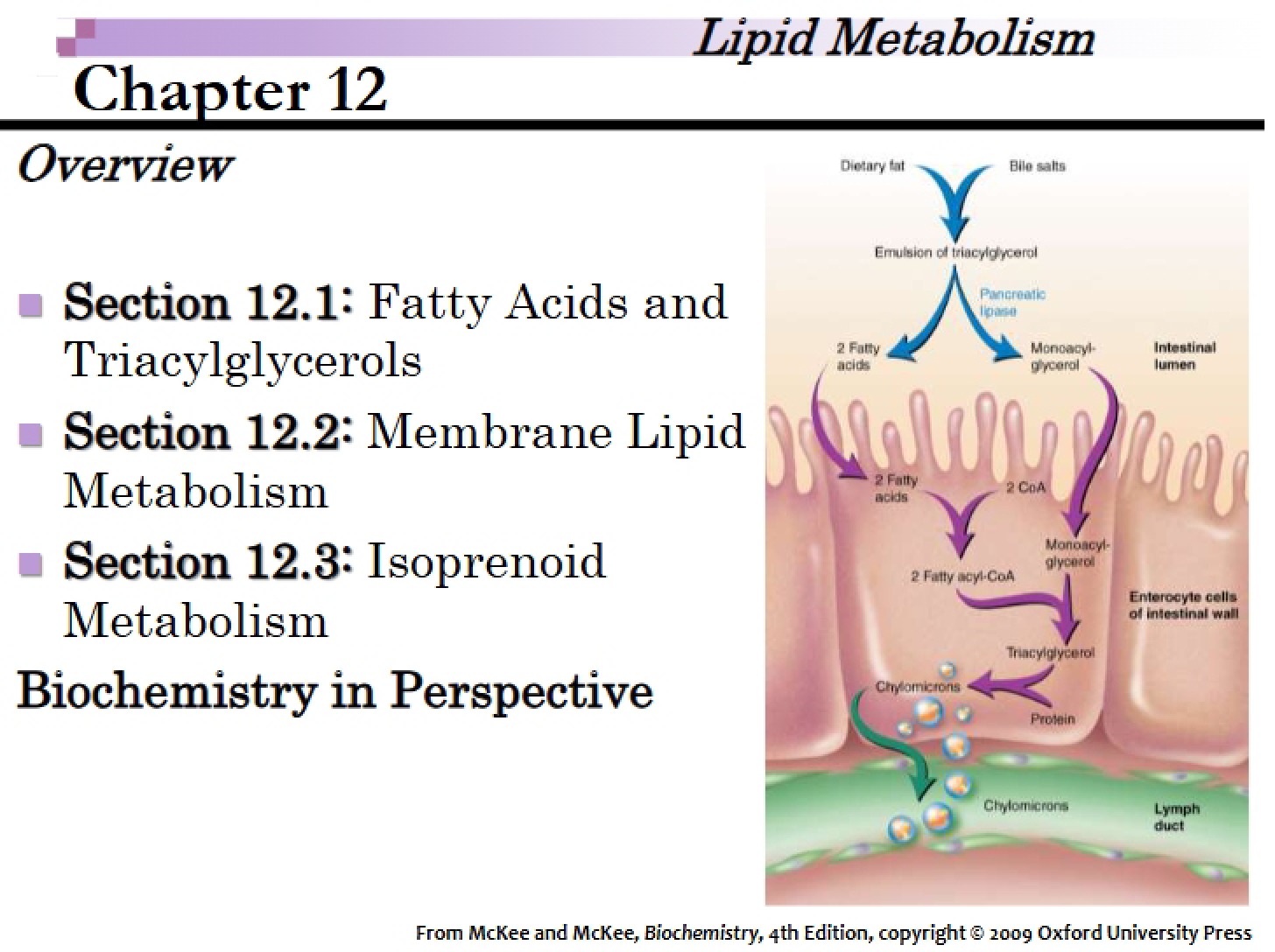 Chapter 12 Processing Lipids