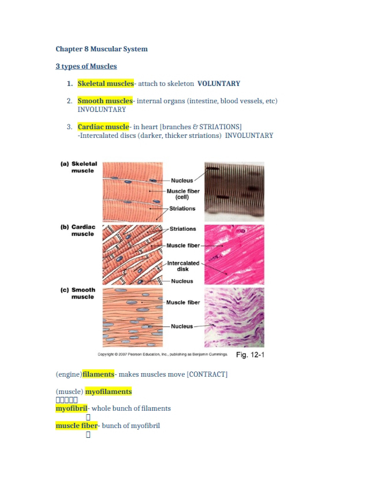 Muscular System (Ch 8)