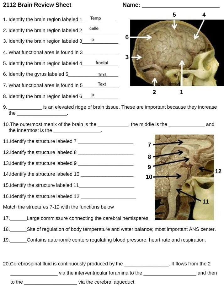 Brain Review Sheet (2112)