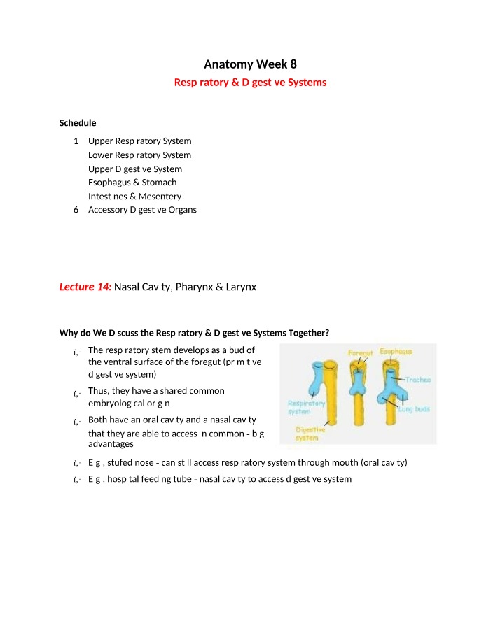Week 8 - Functions of Respiratory & Digestive Systems