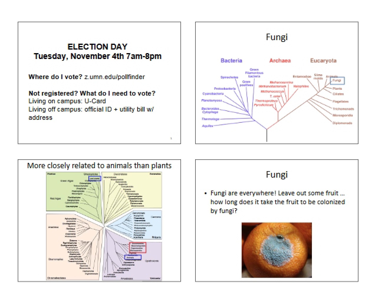 Lecture 18 Coal and Fungi