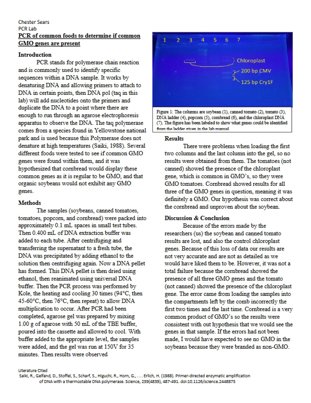 GMO Gene Presence in Common Foods via PCR