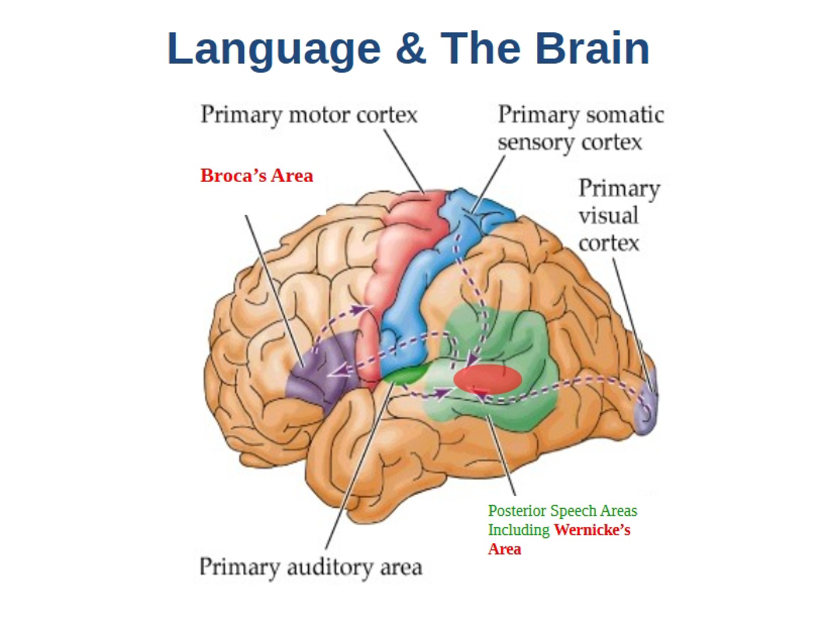 Cognitive Science Lecture Notes
