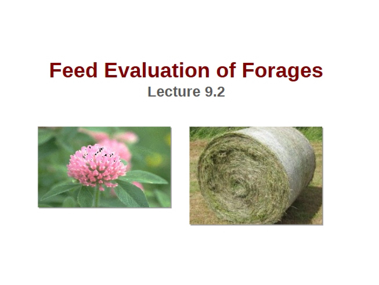 Evaluation of Feed from Forages