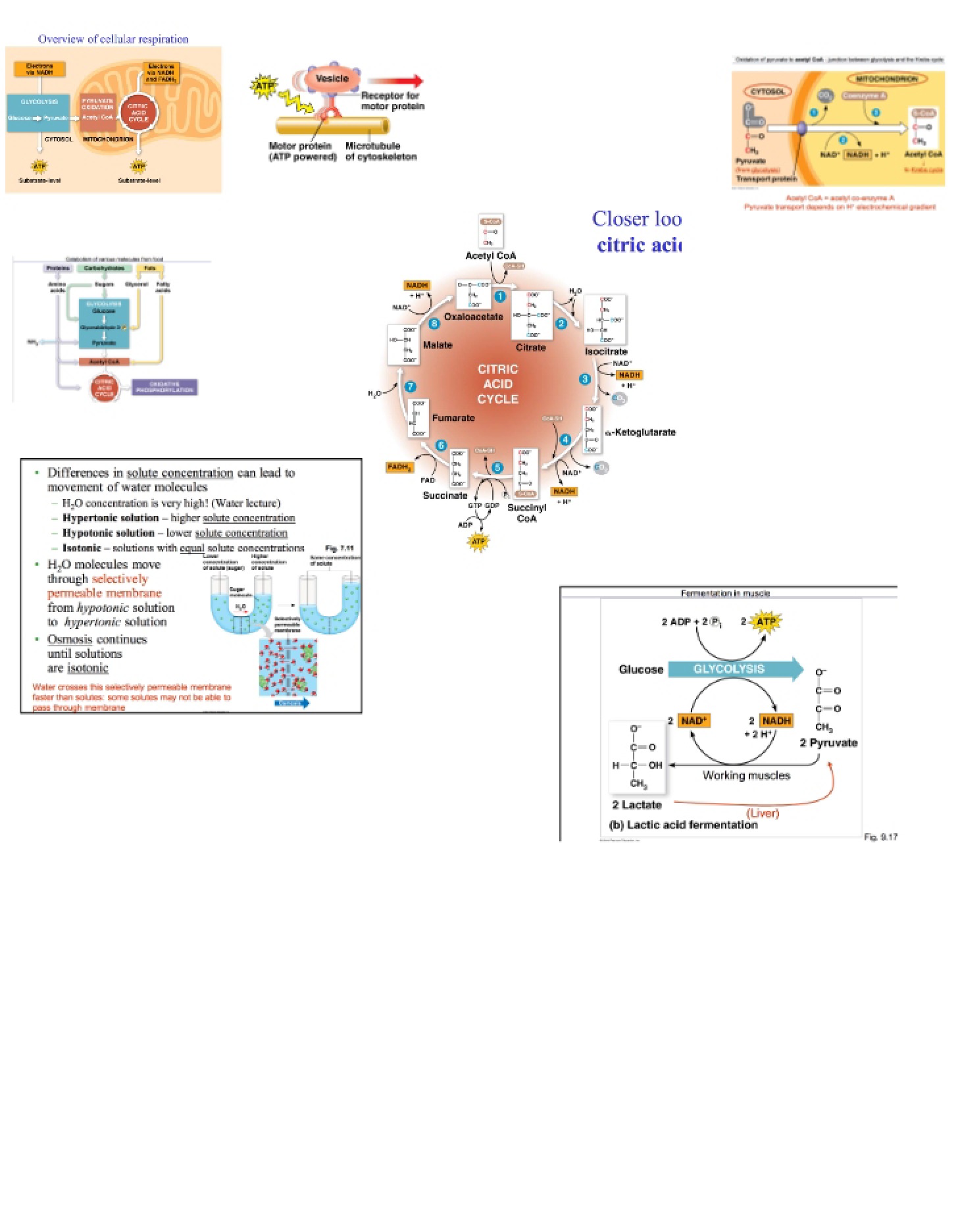 Mechanisms of Energy Production in Cells
